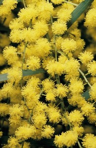 Acacia flexifolia by J. Plaza