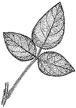 Desmodium uncinatum