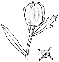 PlantNET - FloraOnline