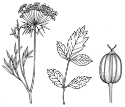 Queen Anne's Lace - (Bishop's Flower) Seeds