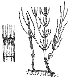 horsetails diagram