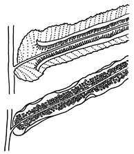 a-c. Blechnum areolatum-a. hábito; b. detalhe da face abaxial da