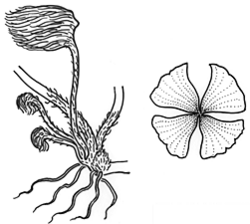 marsilea drummondii