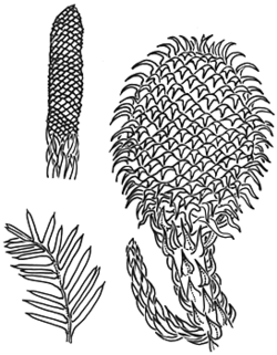 File:Araucaria cunninghamii Stephan's Needle and vertical structures at  dawn Reddacliff Place Brisbane P1150005.jpg - Wikimedia Commons