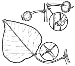 omalanthus populifolius