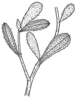 Vascular Plants of the Gila Wilderness Sphaeralcea laxa