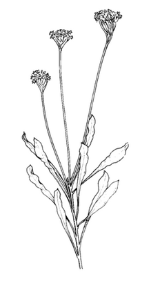Conospermum longifolium