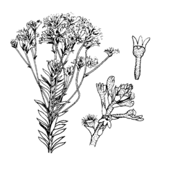 Conospermum longifolium