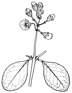 PlantNET - FloraOnline