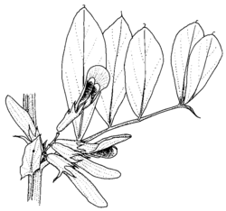 Vicia faba - Wikipedia