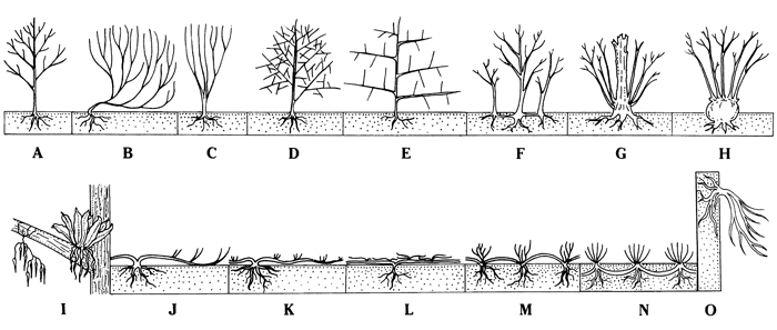 Alpandino :: Sex at high altitudes: plant reproduction :: Protogyny