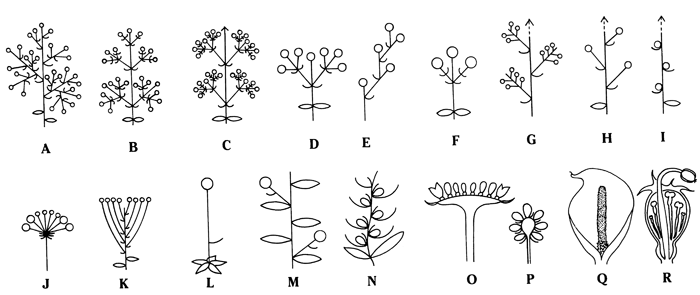 a. spike-like branches; b. panicles of spike-like branches; c.