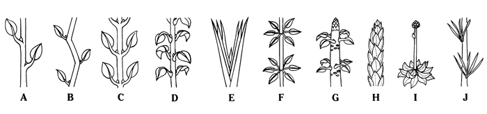 basal leaf arrangement