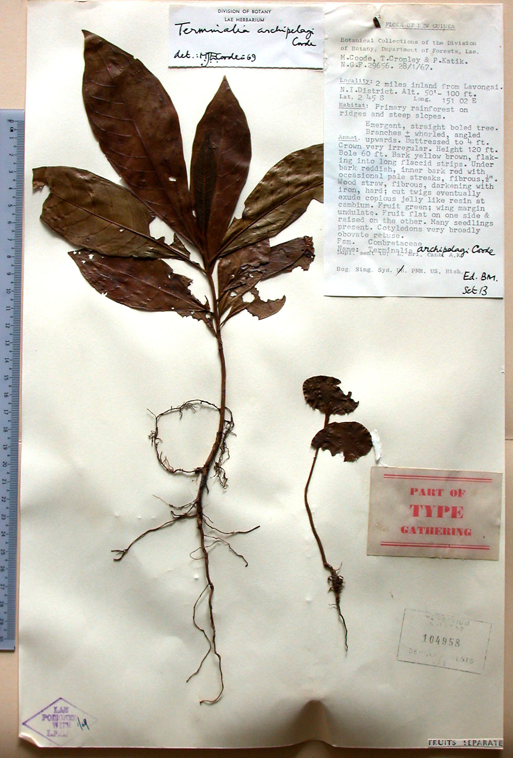 Plants of Papua New Guinea